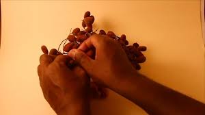 Image result for Dialium schlechteri