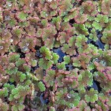 Image result for Azolla