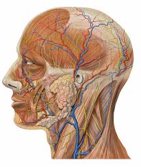 Anatomie Wikipedia