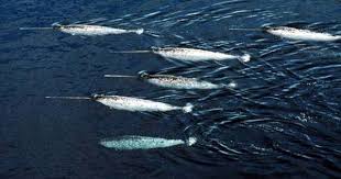 What Does A Narwhal Sound Like Weird Animals Narwhal Whale