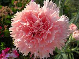 Maybe you would like to learn more about one of these? Growing Carnations How To Grow Carnations In The Garden