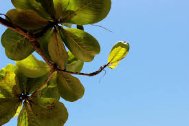 Image result for Terminalia stuhlmannii