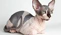 Top 13 HYPOallergenic CAT Breeds For People With Allergies