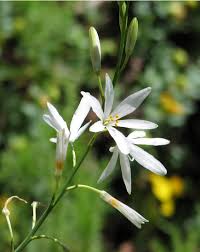 Image result for Anthericaceae