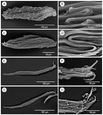 Image result for Diaphananthe vesicata