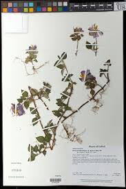 Image result for Melastomastrum segregatum