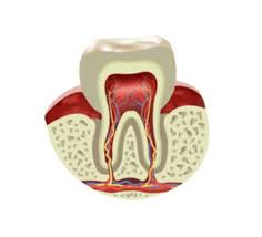 Possible causes, signs and symptoms, standard treatment options and means of care and support. Endodontic Treatment Root Canal Treatment Rct Oaks Dental Korea