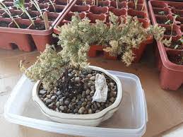 The tree has been kept inside then moved outside, the issue still appearing. Bonsai Tree Turning Brown