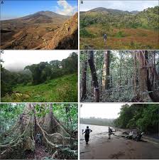 Image result for Anthonotha noldeae