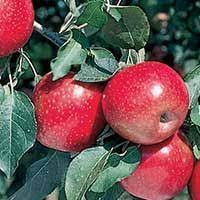Many of our customers have ordered our bare root fruit trees, berries and other plants either online or through our mail order catalog for many years. Fruit Trees Shade And Ornamental Trees And Seedlings
