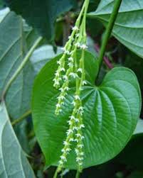 Image result for Dioscorea schimperiana