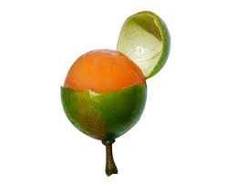 Image result for Melicoccus