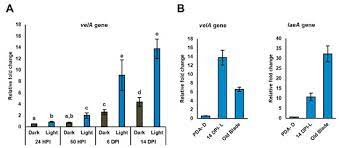 Do you love red velvet ? Microorganisms Free Full Text Vela And Laea Are Key Regulators Of Epichloe Festucae Transcriptomic Response During Symbiosis With Perennial Ryegrass Html