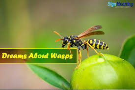 Dreams About Wasps Find Its Symbolic Implications In Your Life Dream Meanings Wasp Types Of Dreams