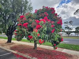 Image result for Eucalyptus torelliana