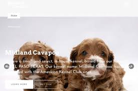 For example, you might see different prices for full grown cavapoos, teacup cavapoo puppies for sale. Review Of Midlandcavapoo Com Puppyscam Com
