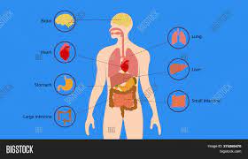 If the pain stems at the upper right portion of your abdomen under the ribs, then it is liver pain. Human Organs Internal Image Photo Free Trial Bigstock