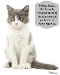 Domestic Longhair Cat Information And Pictures Petguide Cat Breeds Cats Common Cat Breeds