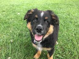 Aussies are a fantastic dog breed but they are not for everyone. A Little Puppy Training For Buck The Australian Shepherd Dog Gone Problems