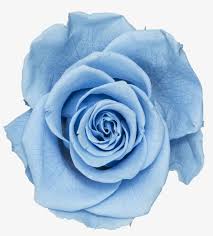 The flower flowers tumblr aesthetic transparent background watercolor flowers above is about tumblr flower crowns stars tumblr. Baby Blue Blue Rose Transparent Png 1200x1200 Free Download On Nicepng