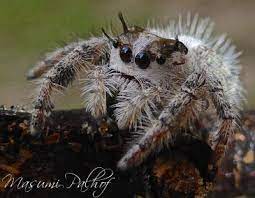 Check spelling or type a new query. Canopy Jumping Spider Phidippus Otiosus Bugguide Net