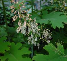 Image result for Macleaya