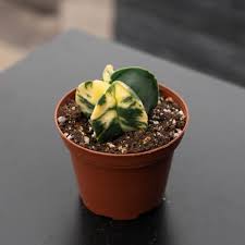 Image result for Biophytum richardsiae