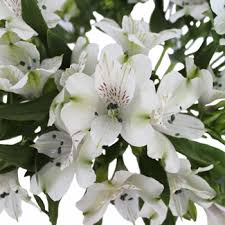 Wholesale artificial wedding bouquets, wholesale wedding eucalyptus spray bulk. White Alstroemeria Fresh Flower Wholesale Flowers Fiftyflowers