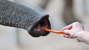 6 and possess 1,130 or. The Elephant S Superb Nose The New York Times