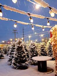 Maybe you would like to learn more about one of these? Dog Friendly Christmas Tree Farms Near Salt Lake Dog Friendly Slc