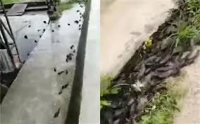 に注目しています 観測機3は継続出現中です 4月7日のm７クラスの前兆反応対応の地震はまだ発生していません 暫く注意が必要です #地震前. ä¸Šåƒæ¡é±¼åŒæ—¶ è·³ä¸Šå²¸ ç½'å¿§å¤§åœ°éœ‡å‰å…† é˜¿æ³¢ç½—æ–°é—»ç½'