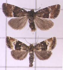 Image result for Photedes captiuncula