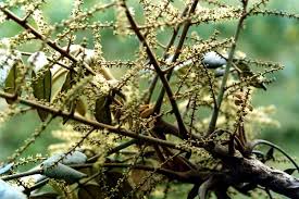 Image result for Polyscias fulva