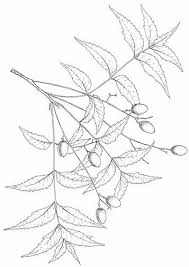 Check spelling or type a new query. 3 The Tree Neem A Tree For Solving Global Problems The National Academies Press