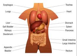 Image result for internal organs