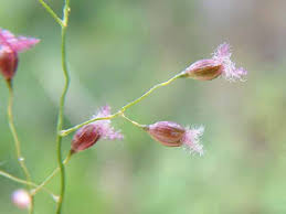 Image result for Isachne mauritiana