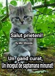 Un Inceput De Saptamana Minunat Funny Pictures Funny Movie Posters
