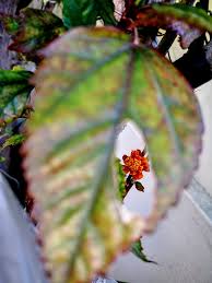 Image result for Meiosperma bracteatum