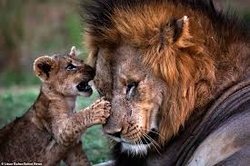 The label was discontinued in 2008 and was folded into mgm home entertainment. I Ve Always Looked Up To Dad Lion Cub Shares A Tender Moment With Its Father Daily Mail Online