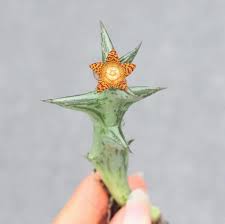 Image result for Orbea schweinfurthii