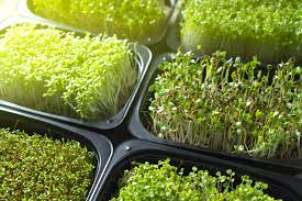 everything you need to start growing your own indoor garden