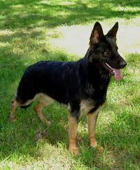 Finest quality german shepherd puppies for sale since 1984. Pin On Cute Animals