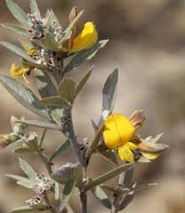 Image result for Afrosolen schimperi