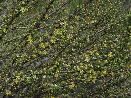 Image result for Polystachya tridentata