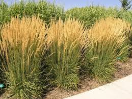 Silky pink flower plumes appear on grass clumps in late summer and linger all winter long. Designing With Ornamental Grasses Lifescape Colorado