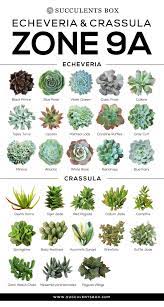 The sheer amount of types of succulents can be pretty overwhelming. Choosing Succulents For Zone 9 California Florida And Arizona Types Of Succulents Plants Plants Planting Succulents