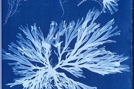 Image result for cyanotypes