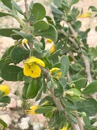 Image result for Zygophyllum