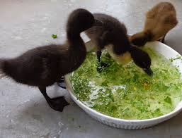 Raising Ducklings Naturally Fresh Eggs Daily