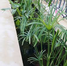 Image result for Cyperus papyrus